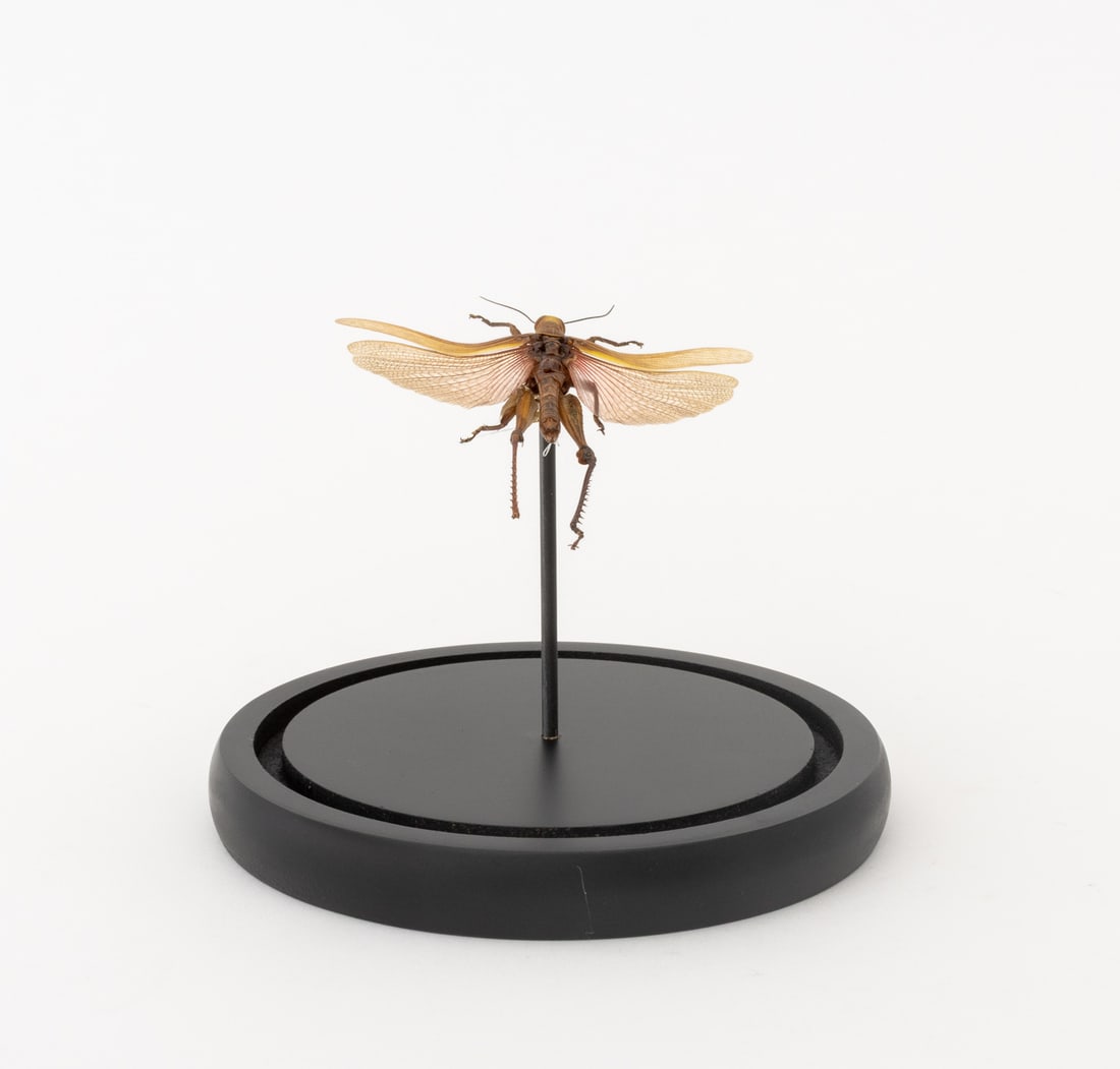 Insect Specimens, 2 - 4