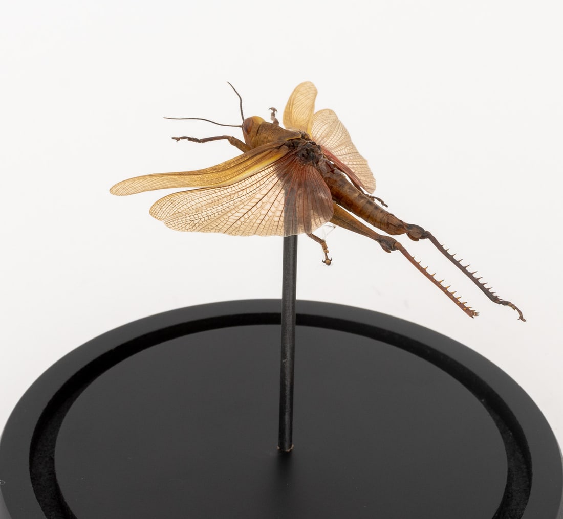 Insect Specimens, 2 - 5