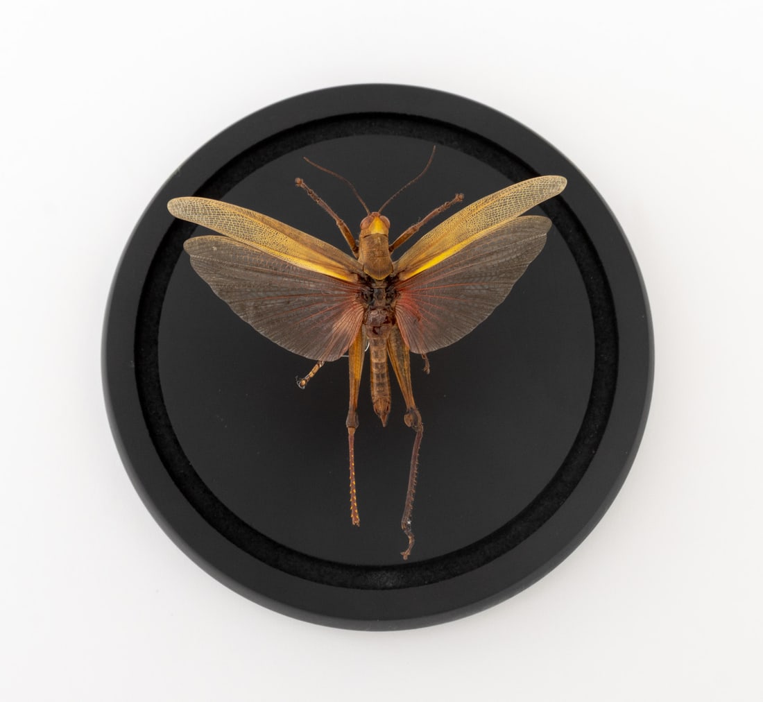 Insect Specimens, 2 - 8