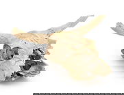 Water Buffalo Skull: Water Buffalo Skull, with remnants of polychrome hand-painted decoration. 7.5" H x 19.25" W x 15.5" D. Provenance: From a New York City Collection. Keywords: Taxidermy specimen, Hunting, Sculpture, Or