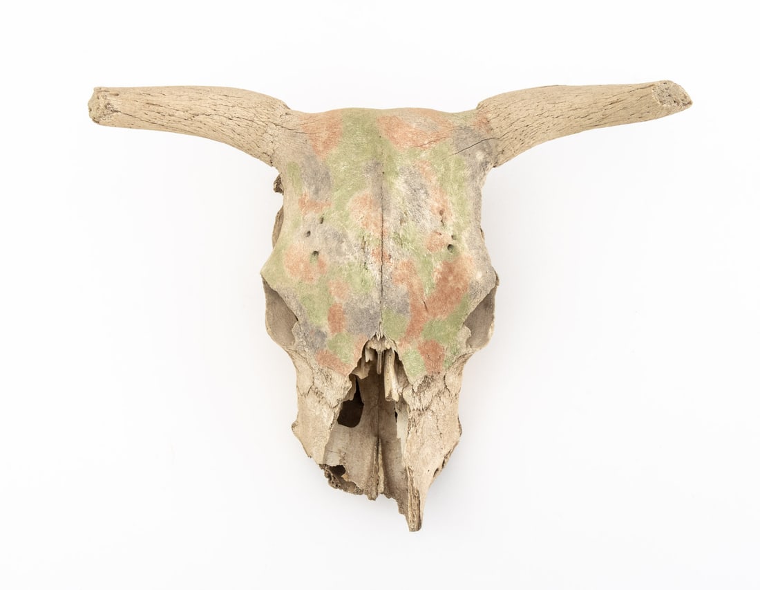Water Buffalo Skull - 2