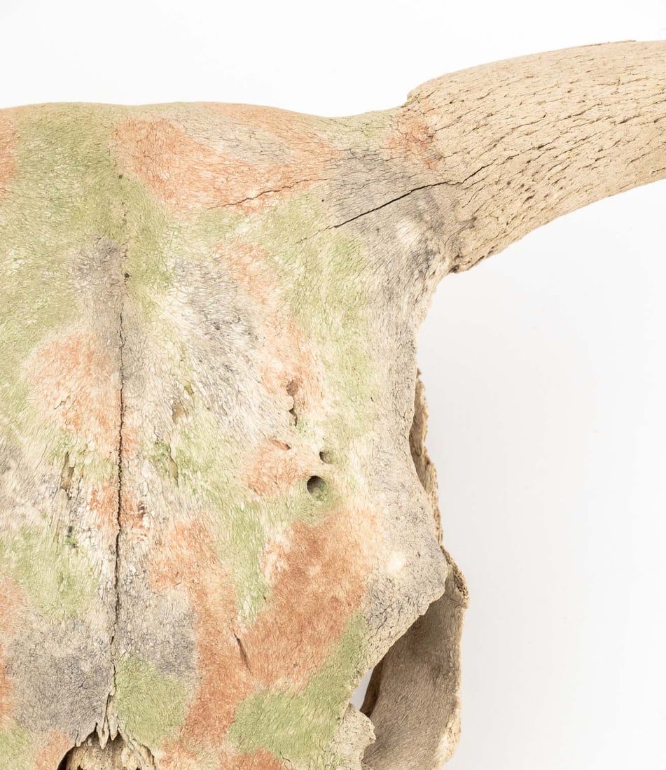 Water Buffalo Skull - 3