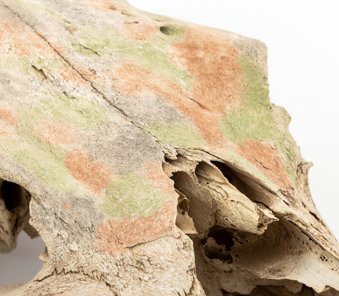 Water Buffalo Skull - 5