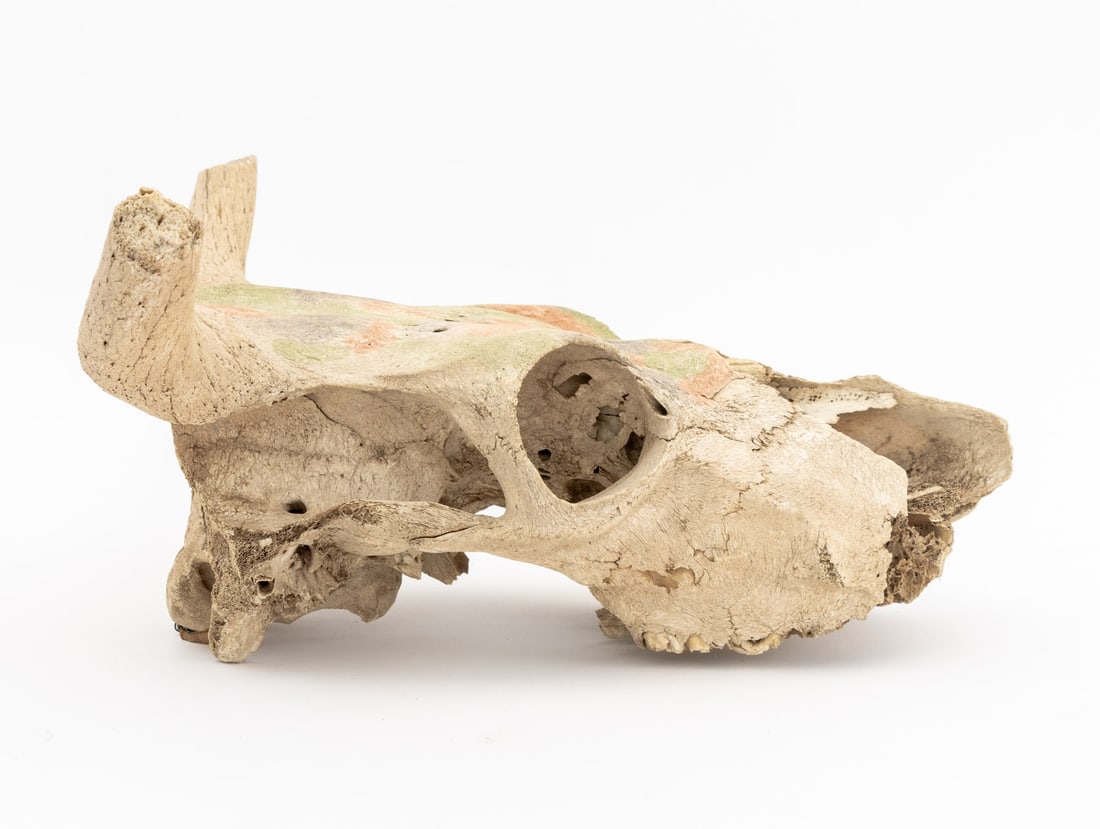 Water Buffalo Skull - 6