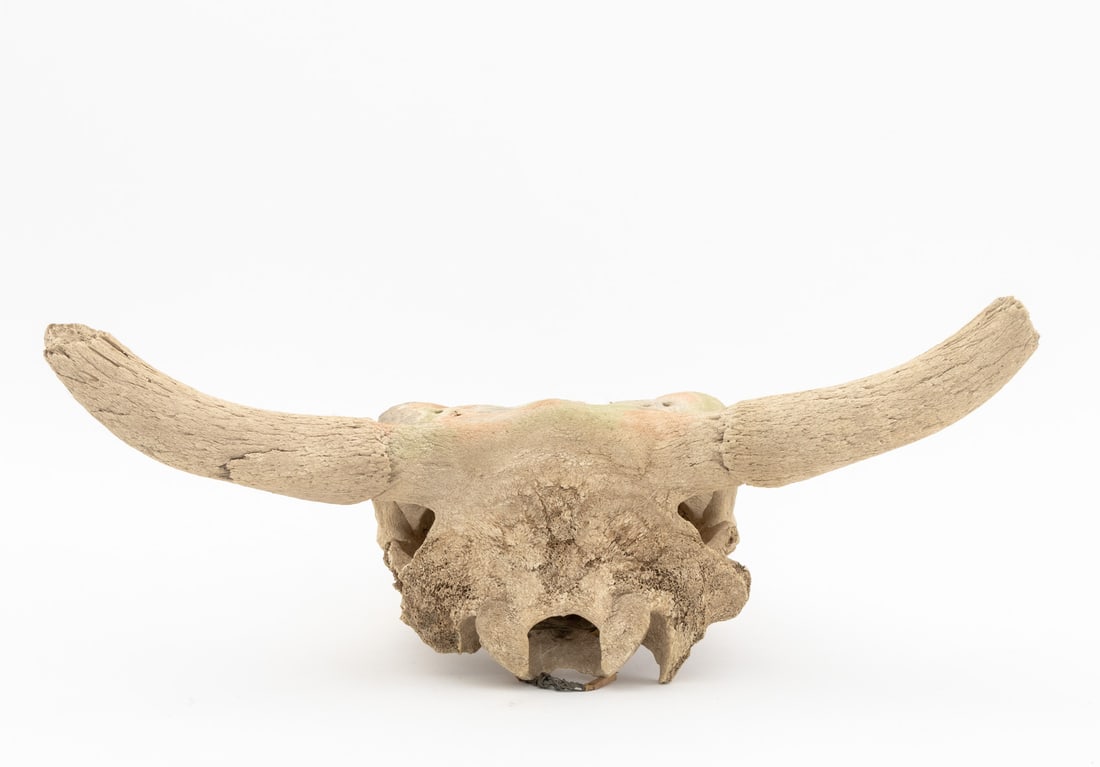 Water Buffalo Skull - 7
