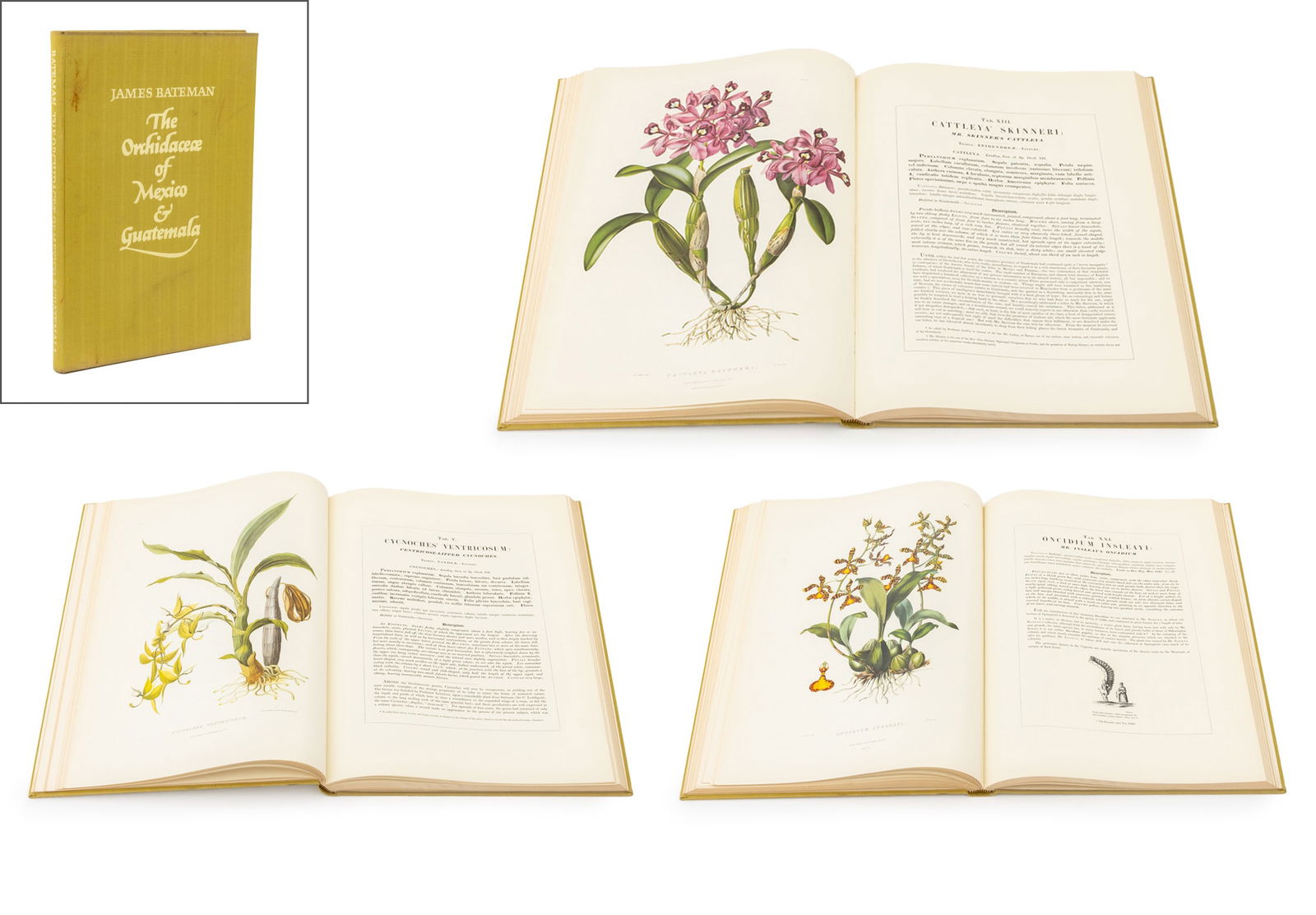 James Bateman "The Orchidaceae of Mexico ..." (1 of 9)