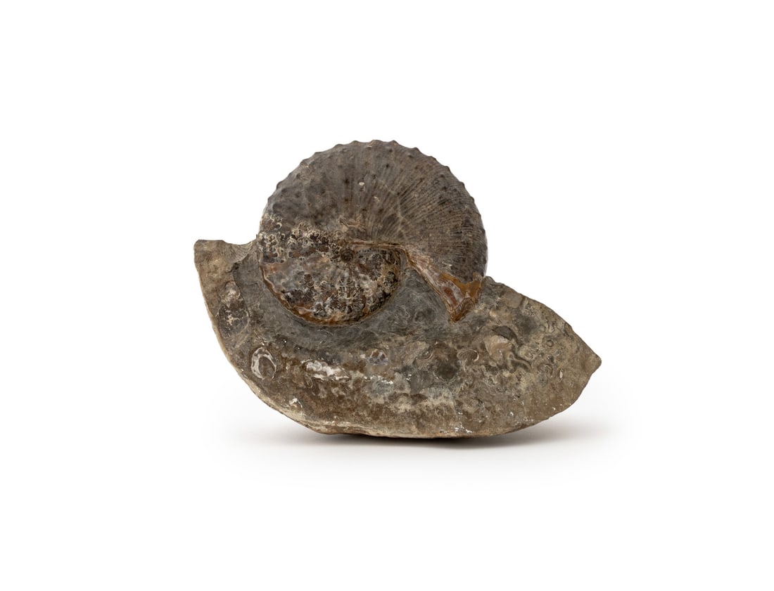 Fossilized Ammonite Specimen (1 of 7)