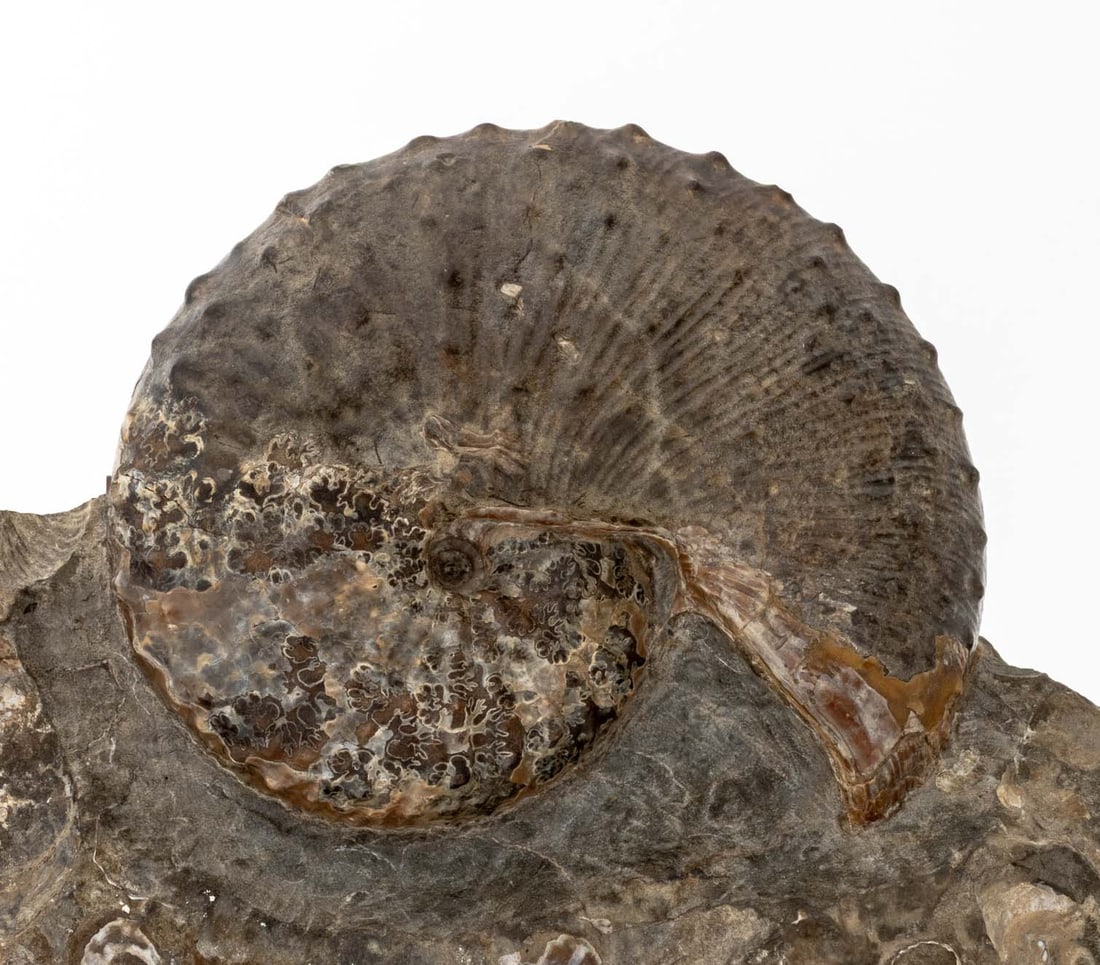 Fossilized Ammonite Specimen - 2