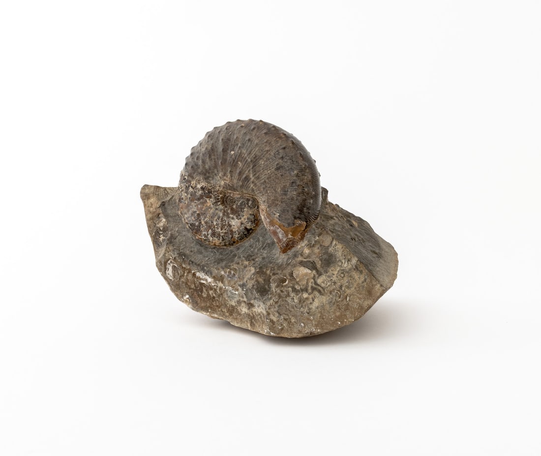 Fossilized Ammonite Specimen - 3