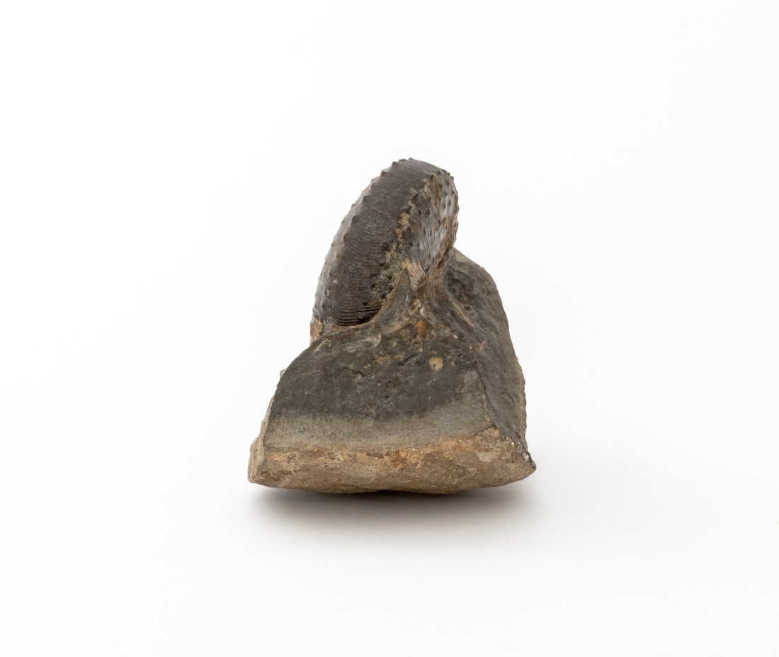 Fossilized Ammonite Specimen - 4