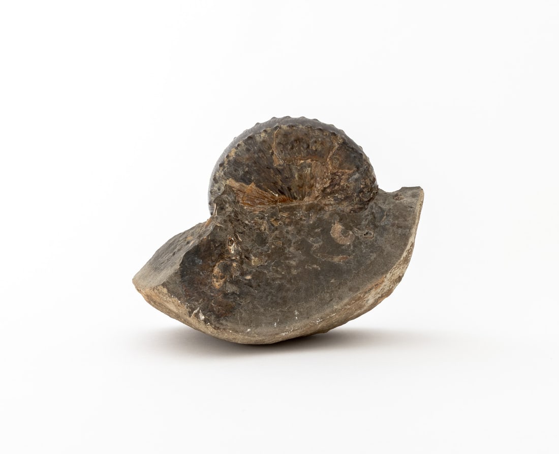 Fossilized Ammonite Specimen - 5