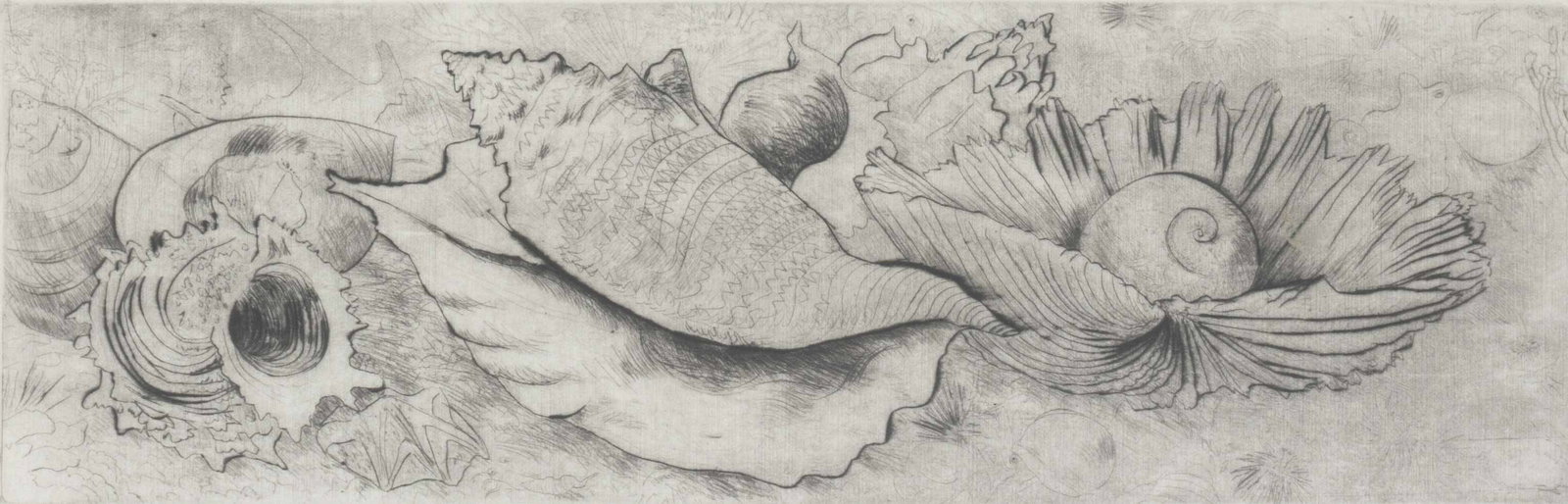 Illegibly Signed "Seashell Ensemble" Etching, 1983 - 2