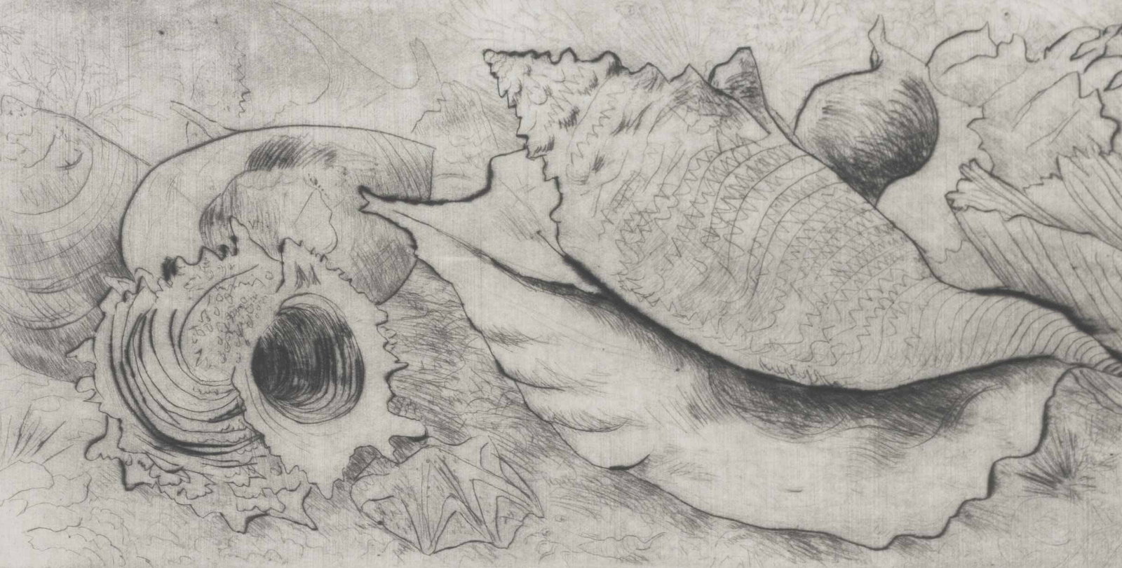Illegibly Signed "Seashell Ensemble" Etching, 1983 - 3
