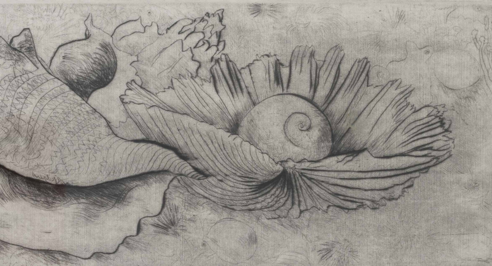 Illegibly Signed "Seashell Ensemble" Etching, 1983 - 4