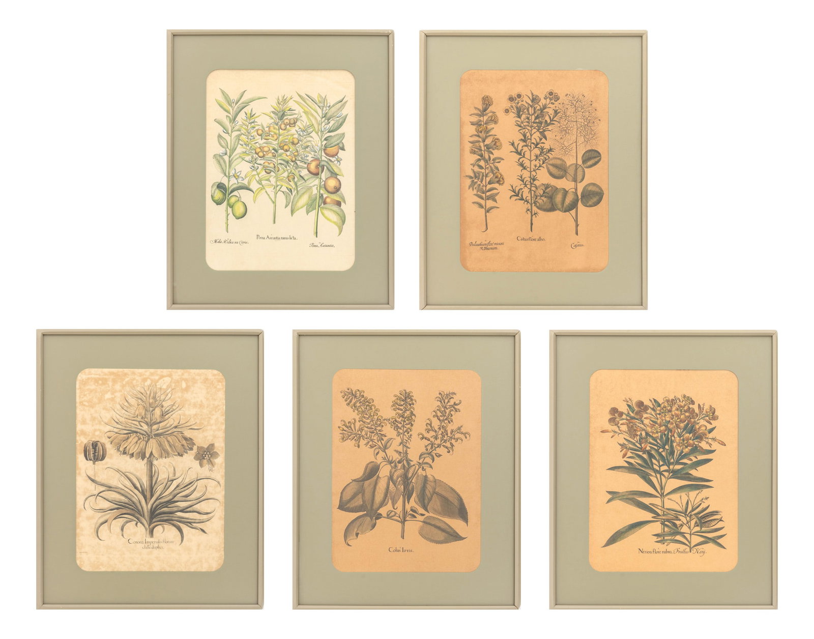 Framed Botanical Prints, 5: Collection of Five Botanical Prints, some after Basilius Besler (German, 1561-1629), beige painted wood frames. Image: 22.75" H x 16.75" W; each frame: 33" H x 26.25" W x 1" D. Provenance: From a West