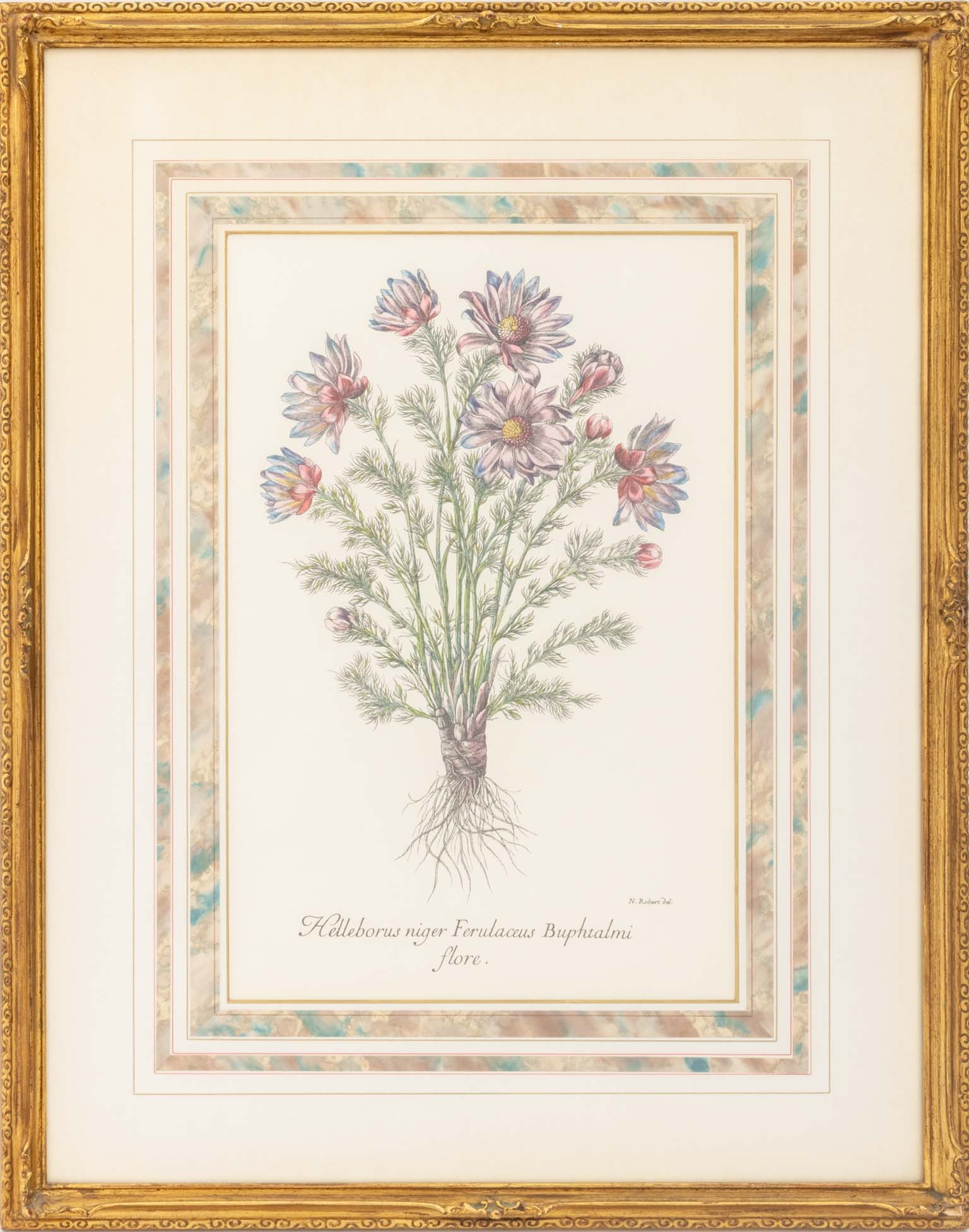 Nicholas Robert "Helleborous Niger ..." Engraving: Nicholas Robert (French, 1614-1685), "Helleborous Niger Ferulaceus Buphtalmi Flore", Hand-Colored Engraving, giltwood frame. Image: 16.25" H x 10.75" W; frame: 26.5" H x 20.75" W x 1.25" D. Provenance