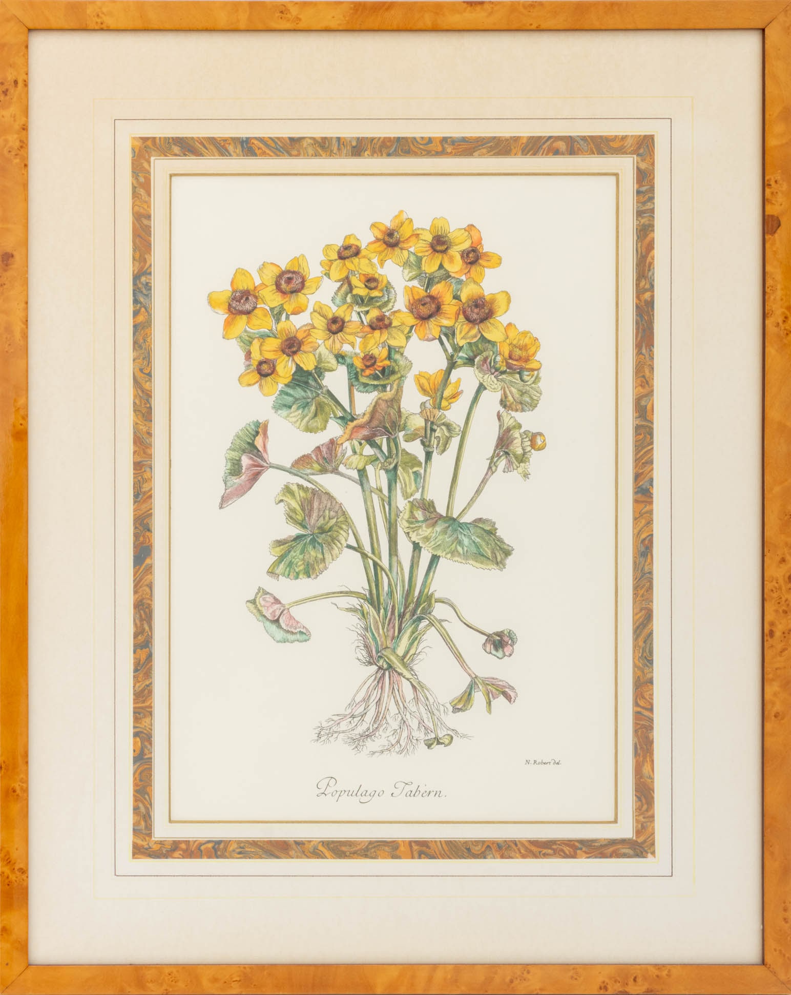 Nicholas Robert "Populago Tabiern" Engraving: Nicholas Robert (French, 1614-1685), "Populago Tabiern", Hand-Colored Engraving, wood frame. Image: 16.75" H x 11.5" W; frame: 26" H x 20.75" W x 0.5" D. Provenance: The Estate of Alton Marshall. Keyw