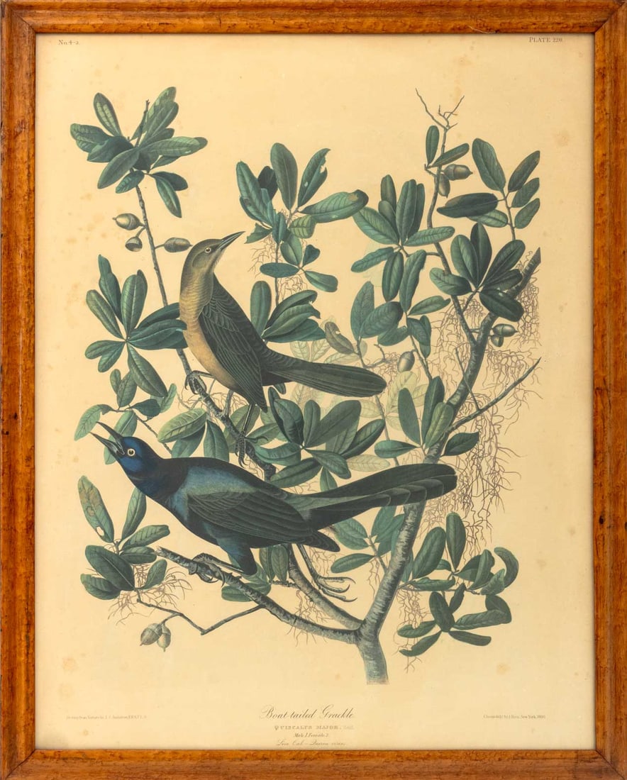 After J. J. Audubon "Boat-Tailed Grackle" Print: After John James Audubon (French/American, 1785-1851), "Great-Tailed Grackle", Print in Colors, plate 220, no. 4-3, wood frame. Image: 29" H x 22.5" W; frame: 32" H x 26.5" W x 0.75" D. Provenance: Th