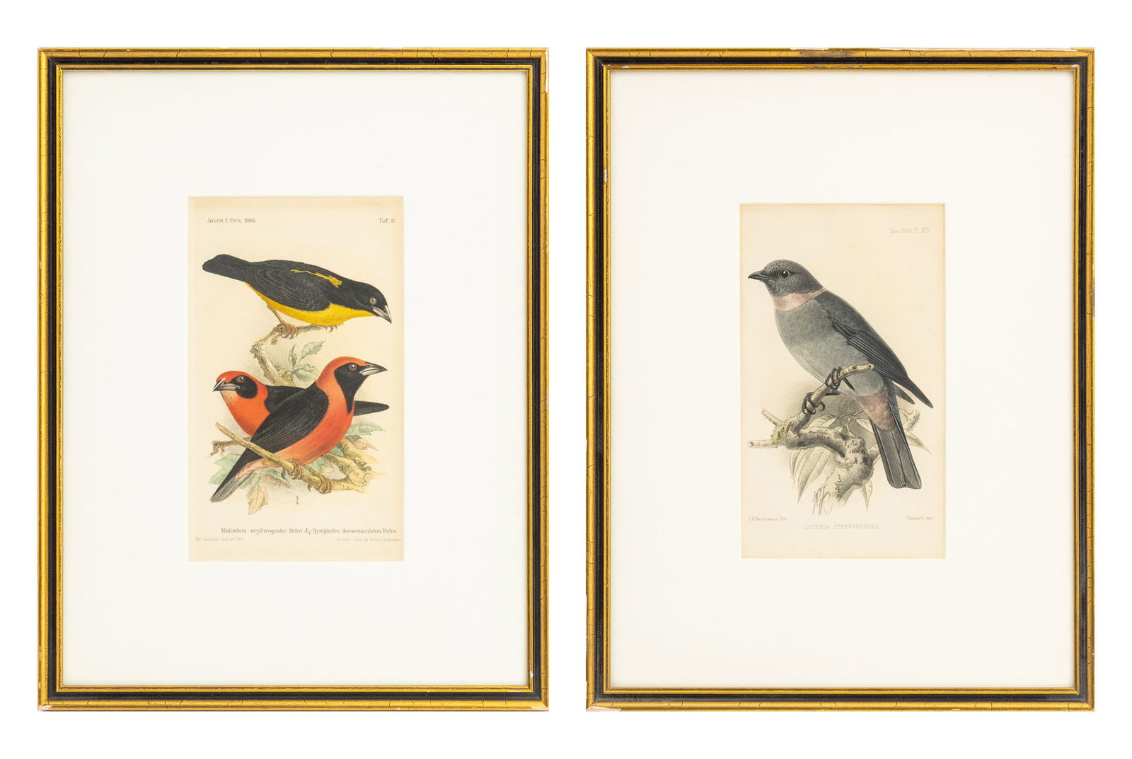 Ornithology Lithographs, 19th C., 2 (1 of 12)