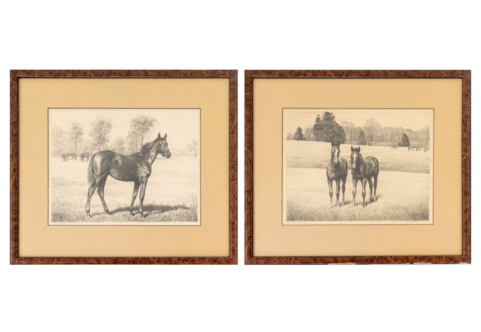 Clarence William Anderson Horse Lithographs, 2: Clarence William Anderson (American, 1891-1971), Two Portraits of Horses, Lithographs on Paper, each signed in pencil "C. W. Anderson" lower right and numbered for an edition of 250 lower left, faux b