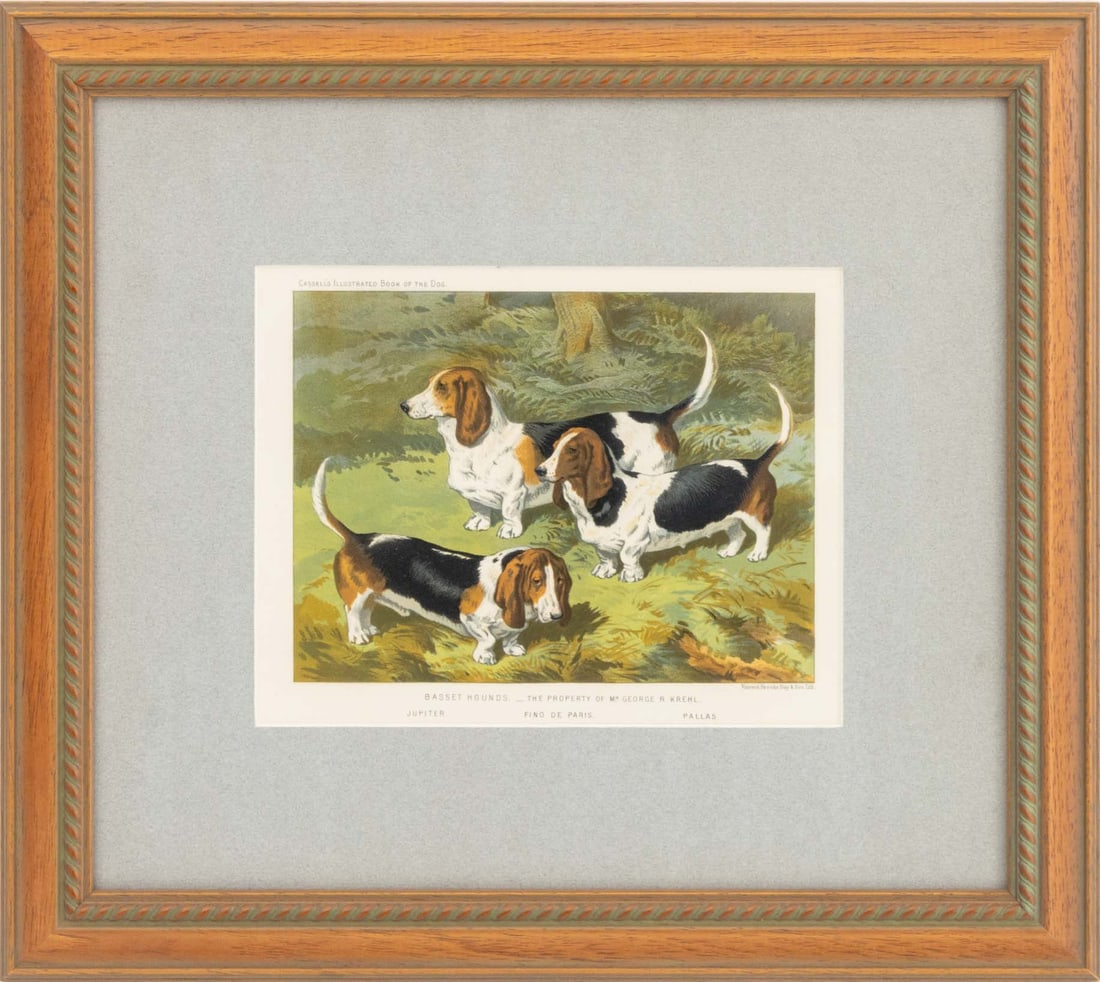 Cassell's Book of the Dog "Basset Hounds", 19th C.: Cassell's Illustrated Book of the Dog, "Basset Hounds - The Property of Mr. George R. Krehl. Jupiter. Fino de Paris. Pallas.", Chromolithograph in Colors on Paper, late 19th century, wood frame. Image