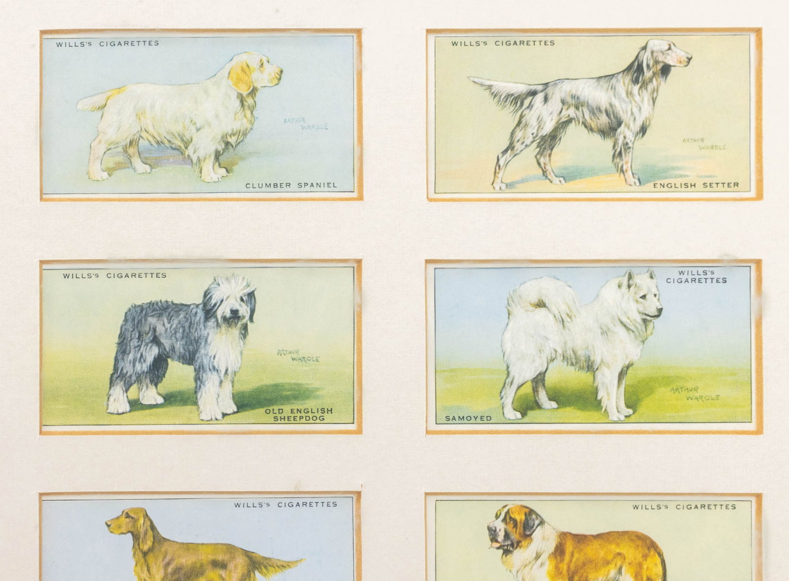 Arthur Wardle for Wills's Cigarettes Dog Cards, 9 - 3