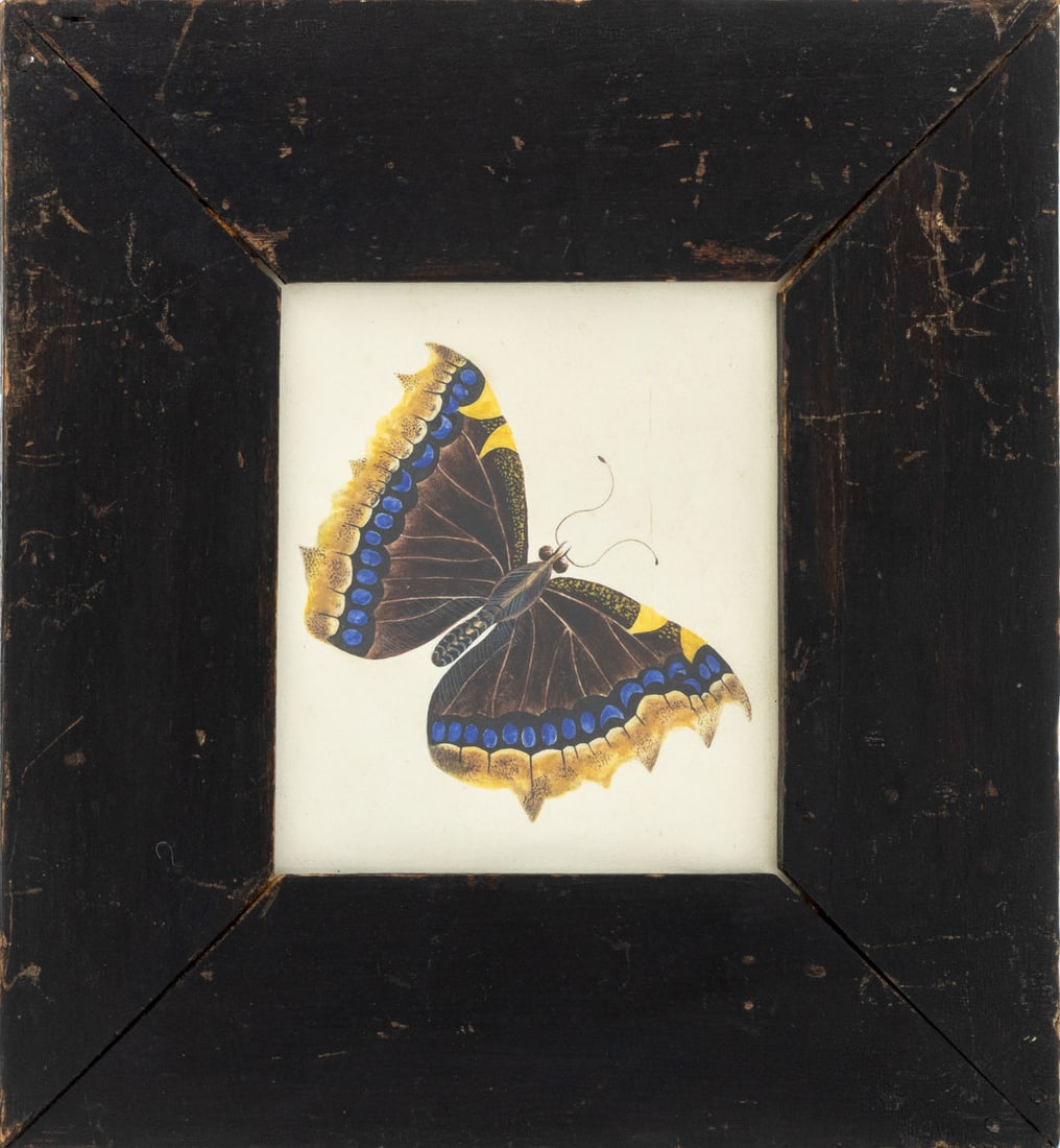Mourning Cloak Butterfly Watercolor, ca. 1835 (1 of 6)