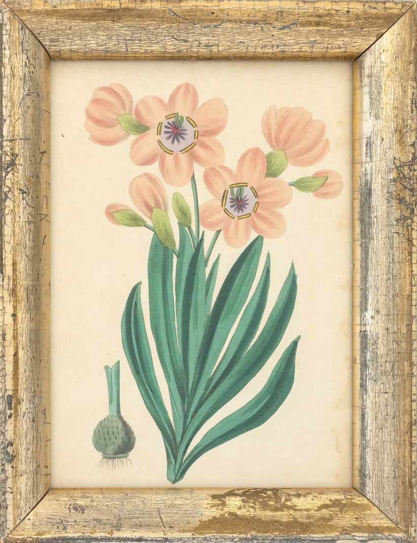 Frederick William Smith Botanical Prints, 4 - 10