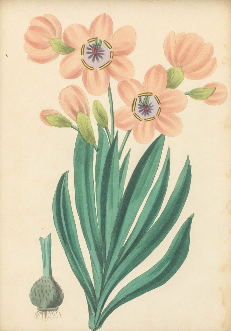 Frederick William Smith Botanical Prints, 4 - 11
