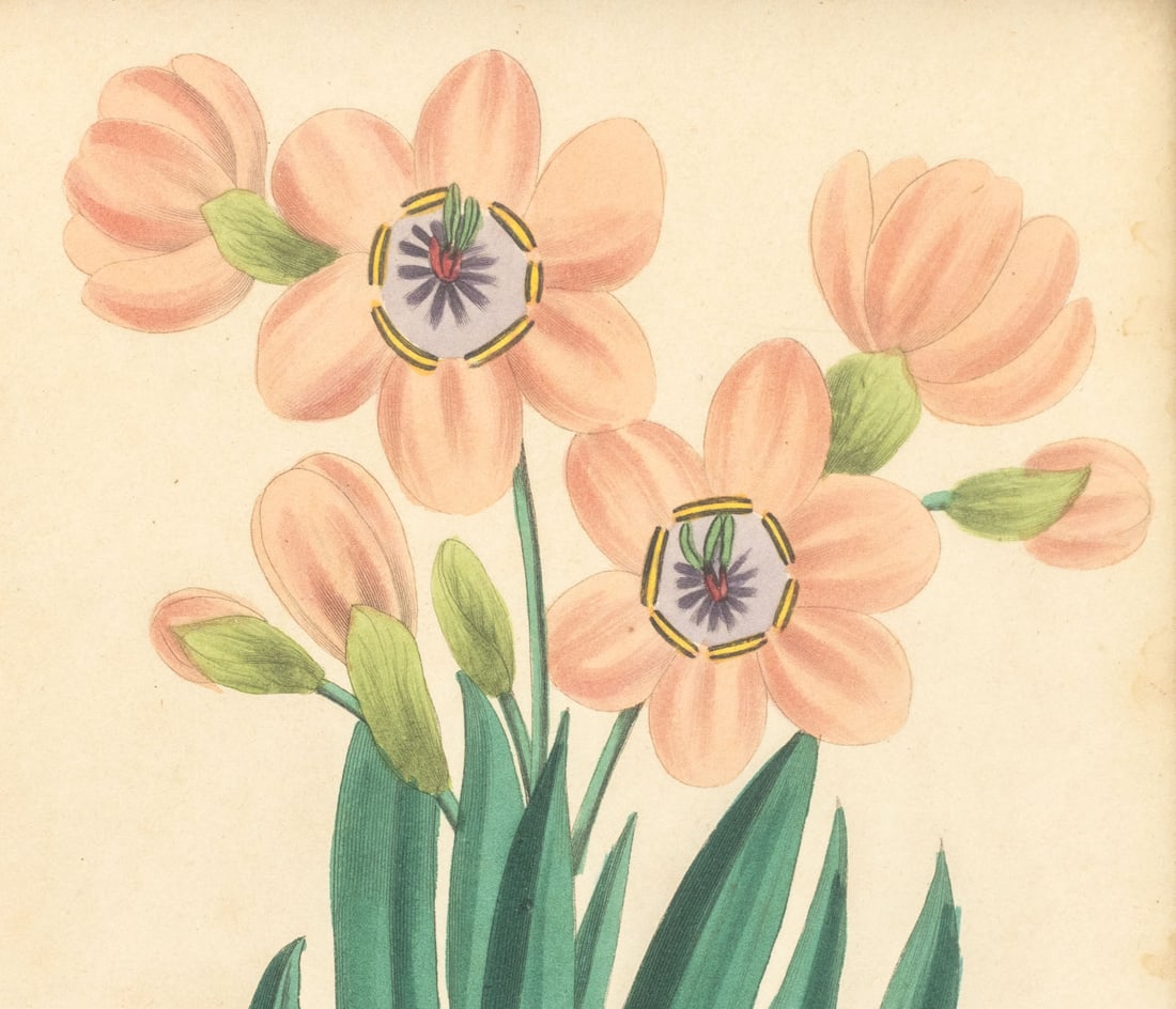 Frederick William Smith Botanical Prints, 4 - 12
