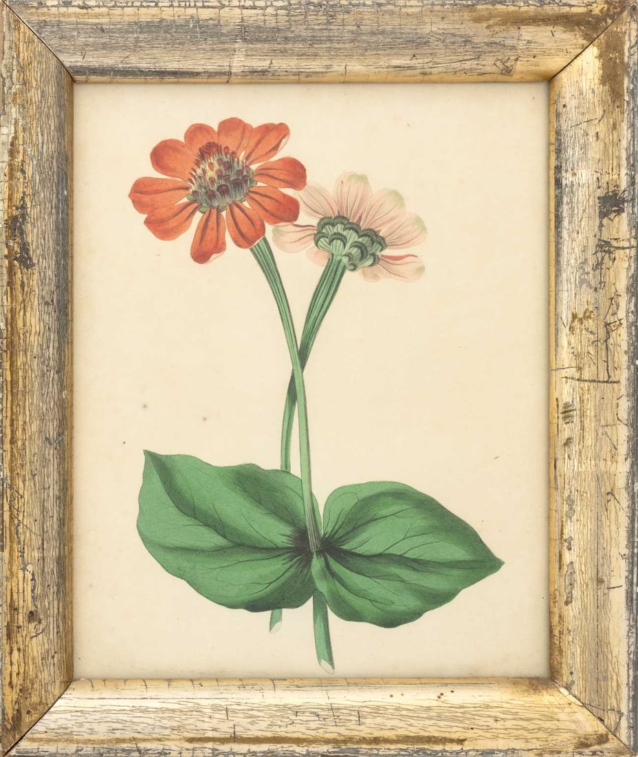 Frederick William Smith Botanical Prints, 4 - 14