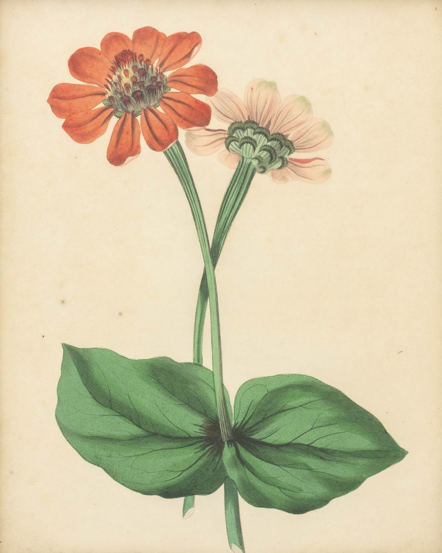 Frederick William Smith Botanical Prints, 4 - 15