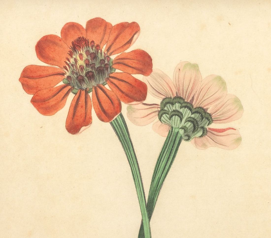 Frederick William Smith Botanical Prints, 4 - 16