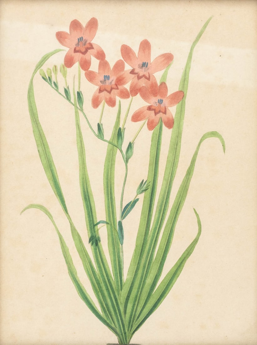 Frederick William Smith Botanical Prints, 4 - 3