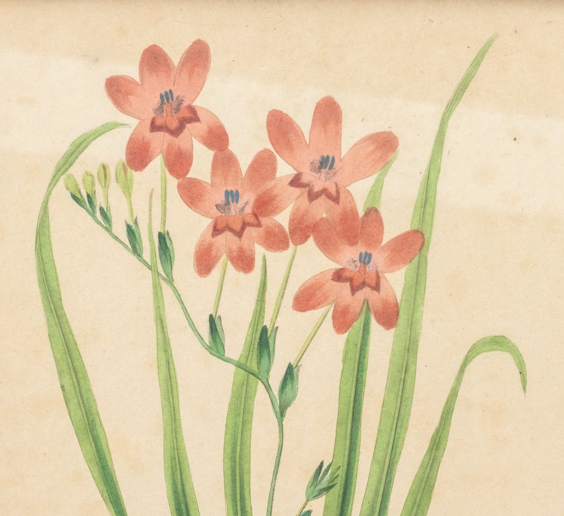 Frederick William Smith Botanical Prints, 4 - 4