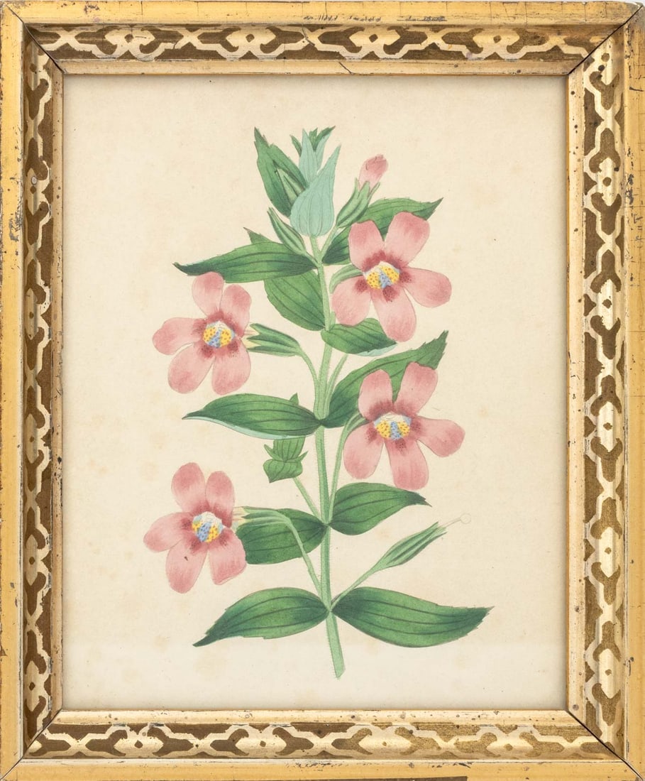 Frederick William Smith Botanical Prints, 4 - 6