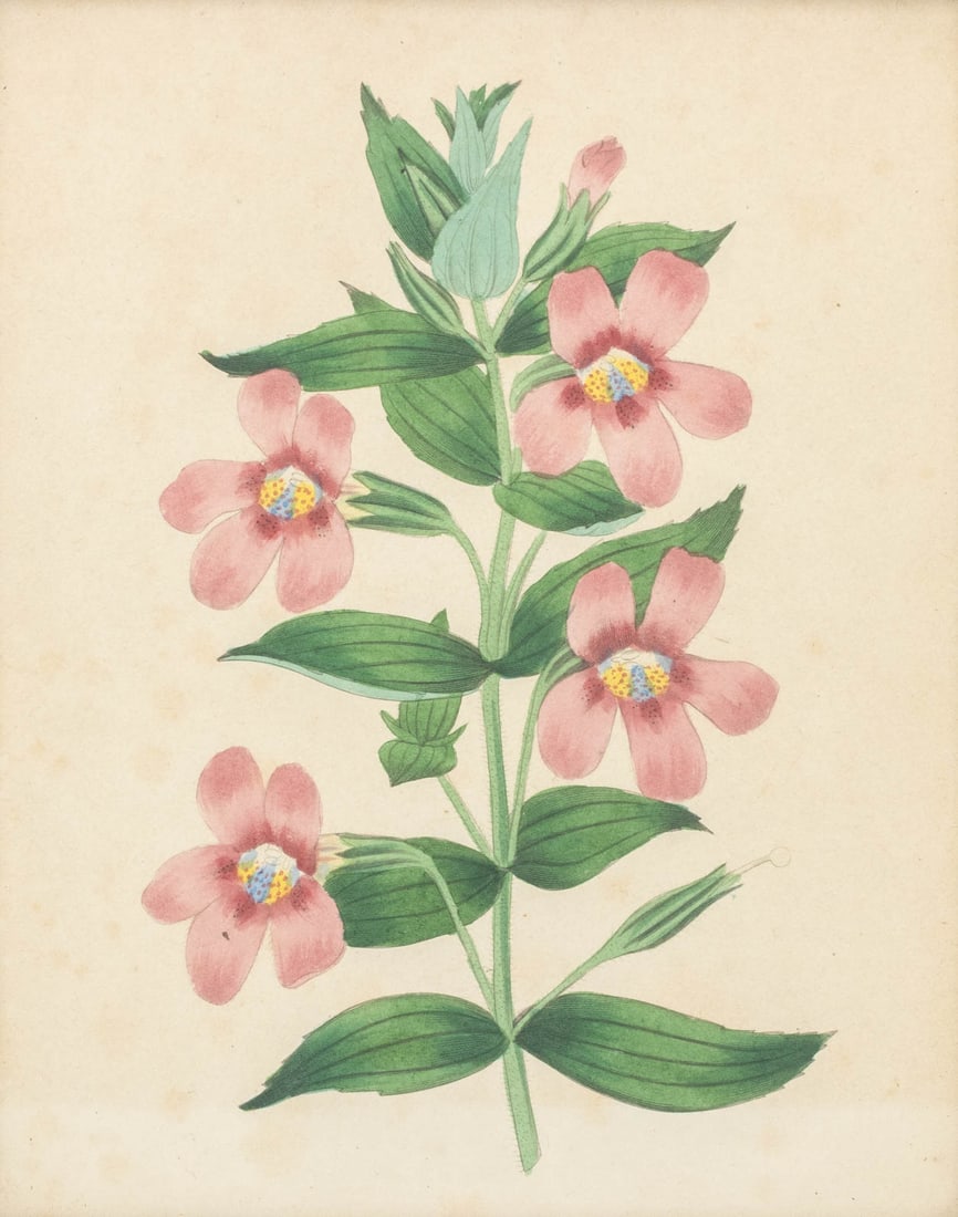 Frederick William Smith Botanical Prints, 4 - 7