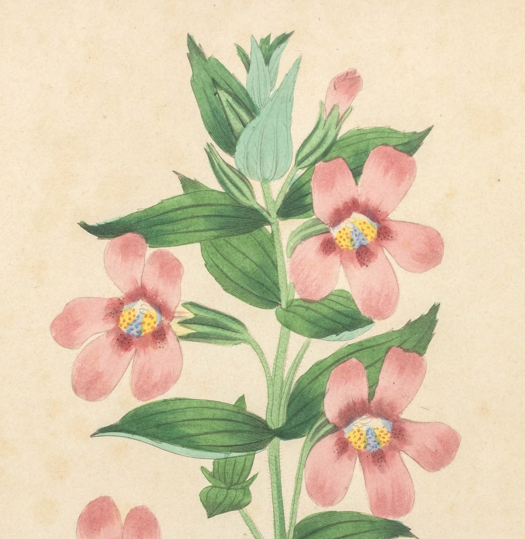 Frederick William Smith Botanical Prints, 4 - 8