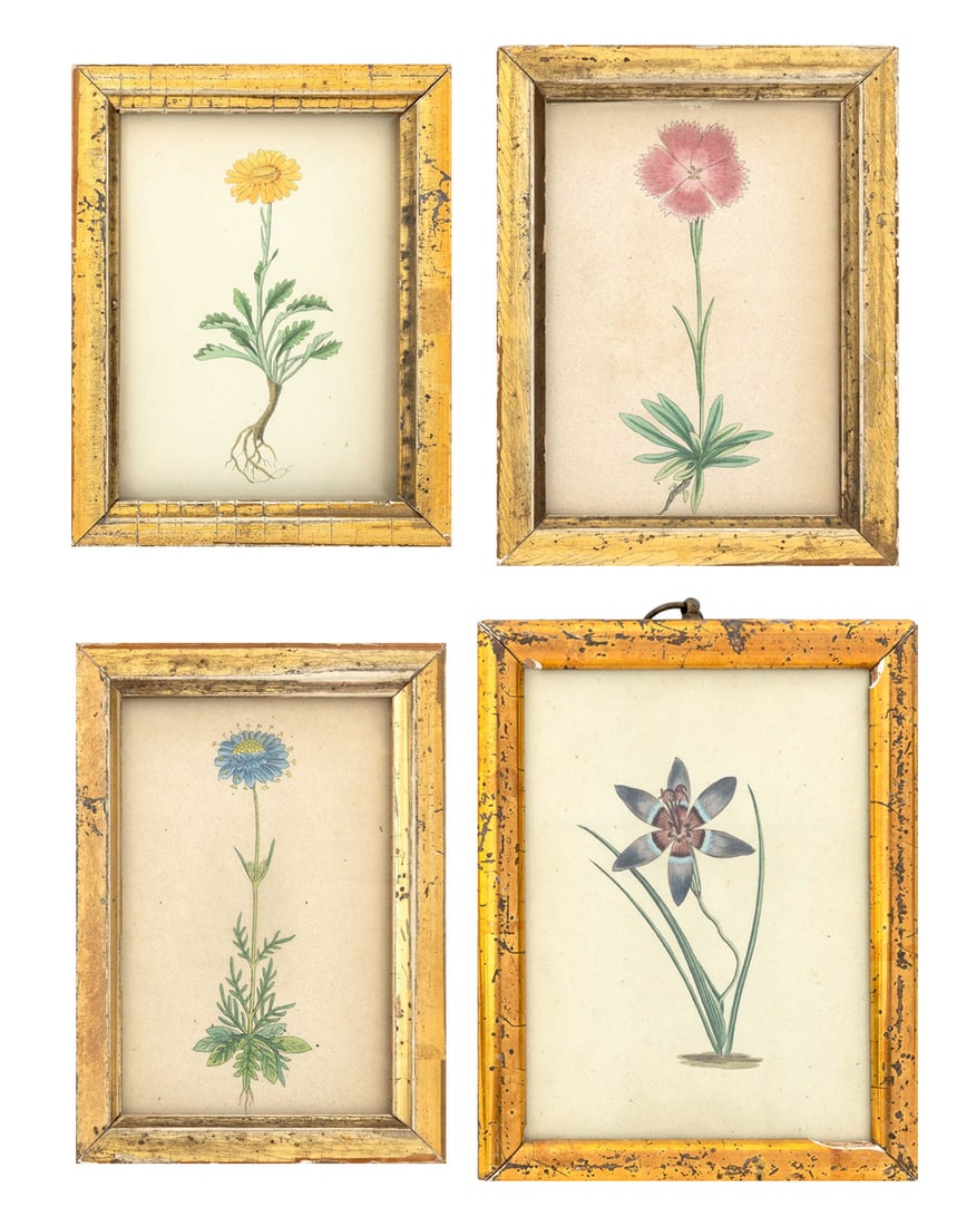 Botanical Hand-Colored Engravings, 19th C., 4: 19th Century School, "Scabiosa suaveolens", "Senecio uniflorus", "Dianthus alpinus", and "Geissorhiza radians", Hand-Colored Engravings, 19th century, giltwood frames. Largest image: 4.75" H x 3.5"