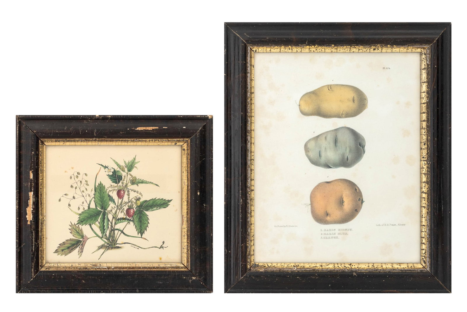 Strawberry and Potato Botanical Prints, 2: 19th Century School, Two Botanical Prints, one Ebenezer Emmons (American, 1799-1863), "Early Kidney, Early Blue, Orange", lithograph in colors, and one of strawberries, wood frames with gilt borders.