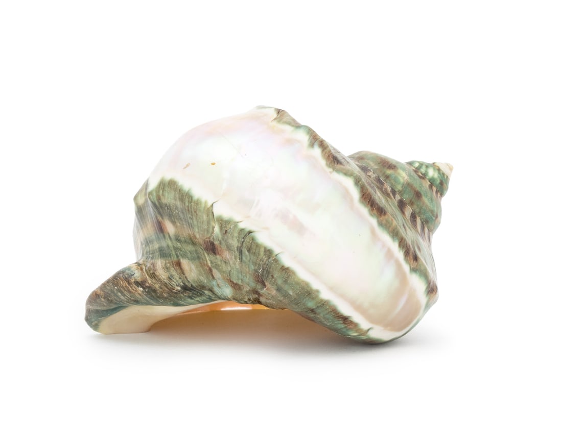 Turbo Marmoratus Shell Ornament: Turbo Marmoratus Shell Ornament, polished. 5.5" L x 5" W x 3.25" D. Provenance: From a West End Avenue Collection. Keywords: Green Turban Shell, Marine specimen, Conch shell, Nautilus shell, Snail