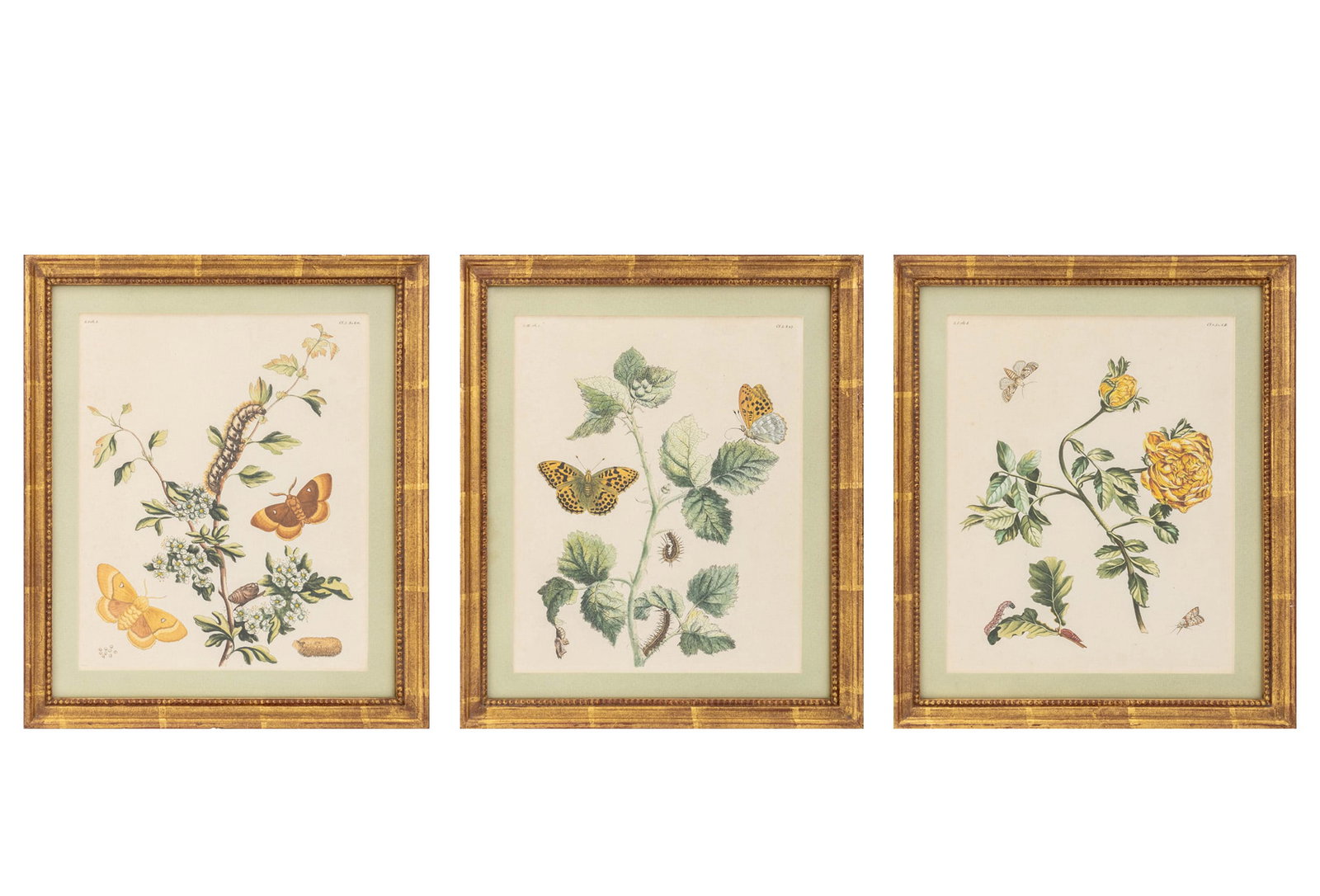 Benjamin Wilkes Moths & Butterflies, 1773, 3: Benjamin Wilkes (English, XVII-1749), Three English Moths and Butterflies, Hand-Colored Engravings, 1773, Ursus Prints Ltd. label verso, giltwood frames. Each image: 11" H x 9" W; frame: 14.5" H x