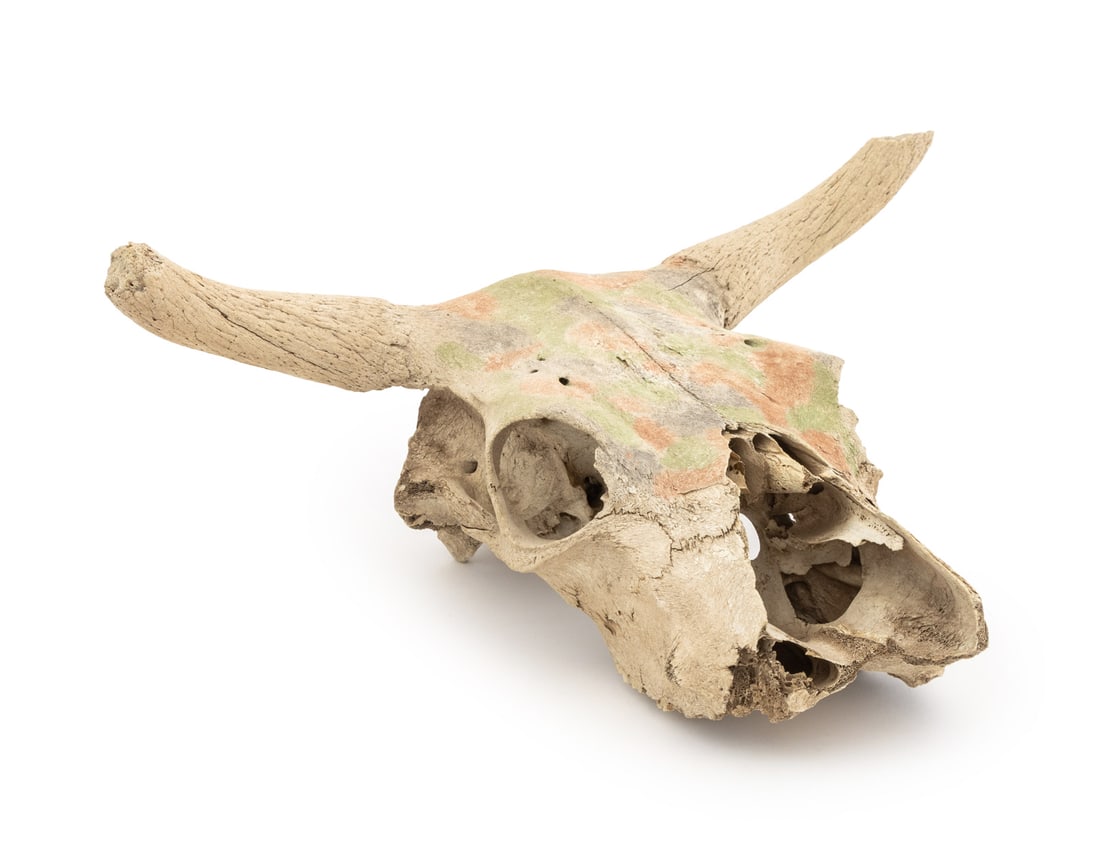 Water Buffalo Skull (1 of 9)