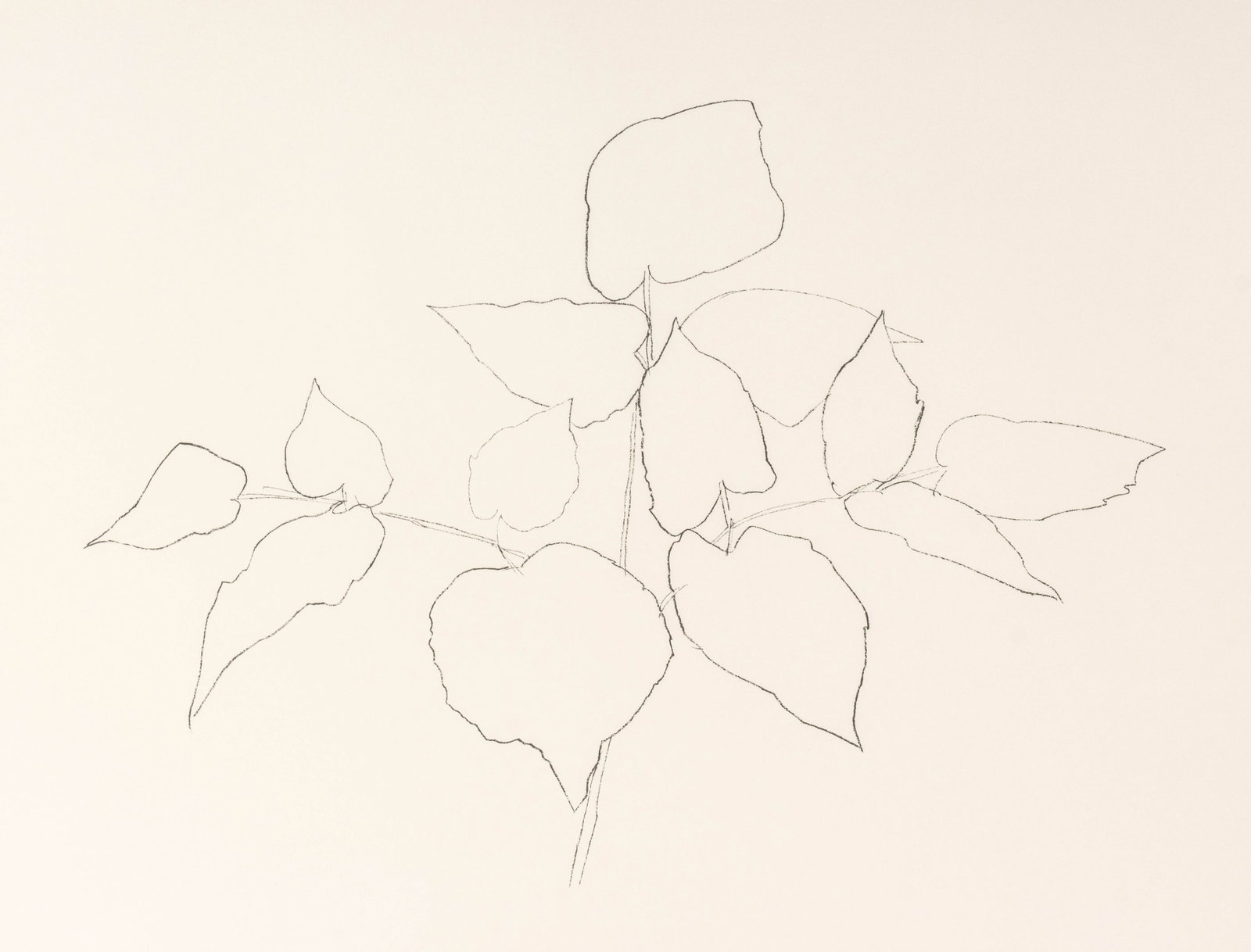 Ellsworth Kelly "Woodland Plant" Lithograph, 1979: Ellsworth Kelly (American, 1923-2015), "Woodland Plant", Lithograph on Arches Paper, 1979, signed in pencil lower right, numbered edition "5/50" lower left, published by The Metropolitan Museum of Art