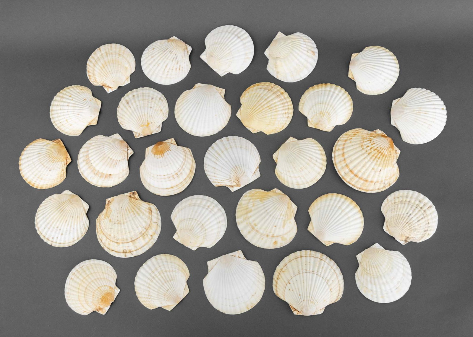 Scallop Shell Dishes, 27 (1 of 10)