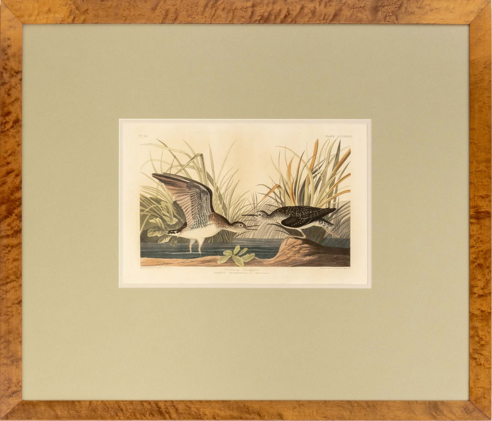 John James Audubon "Solitary Sandpiper" Engraving: John James Audubon (French/American, 1785-1851), "Solitary Sandpiper", Hand-Colored Engraving, 1835, plate no. CCLXXXIX, printed and colored by R. Havell, marked lower right, titled lower center, and 