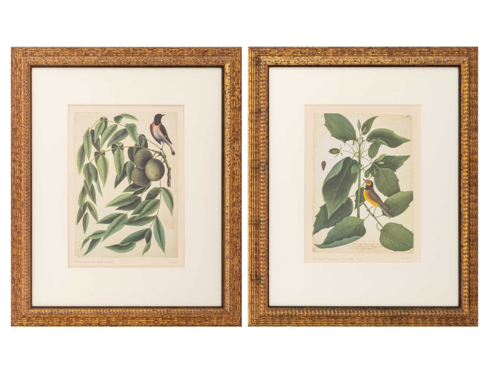 Mark Catesby "Natural History of ... " Prints, 2 (1 of 16)