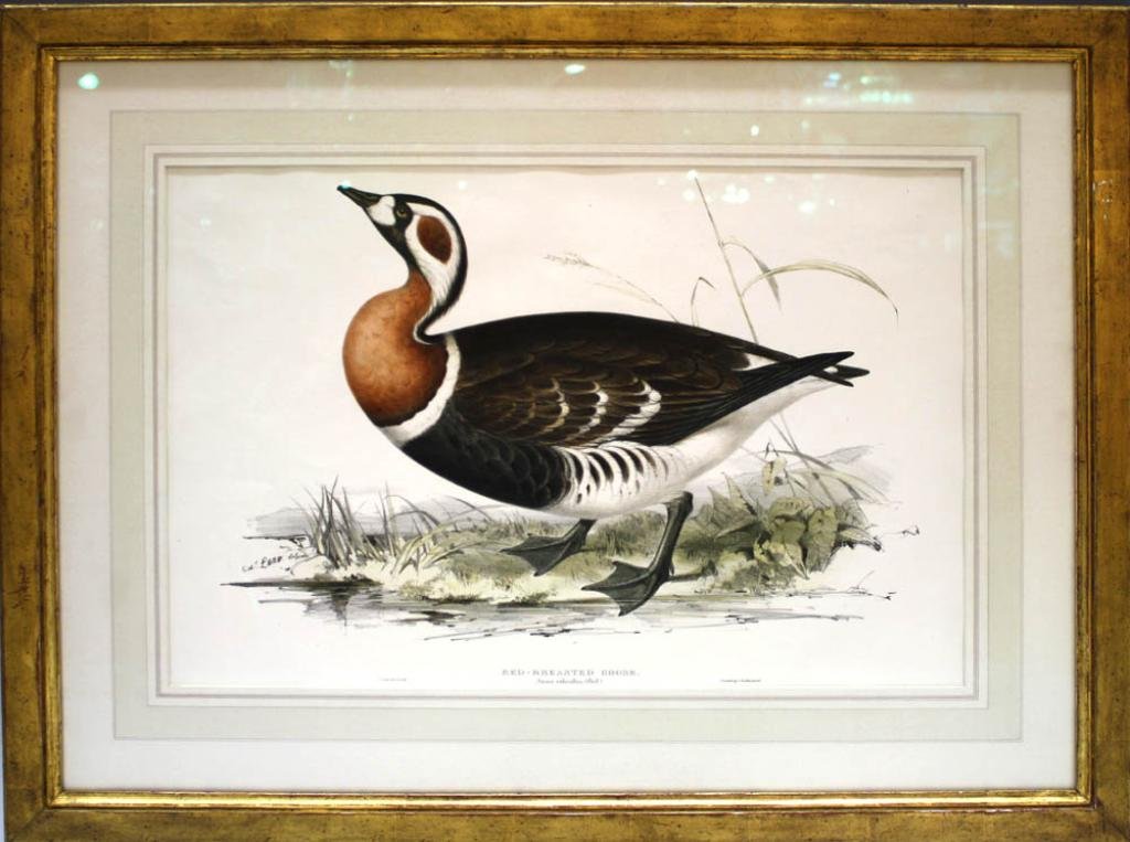 Edward Lear Red Breasted Goose Colored Lithograph: Red Breasted Goose, colored lithograph after Edward Lear (British, 1812-1888), printed by Hullmandel. Dimensions: Image 14" L x 20" W; with frame 23" L x 29" W