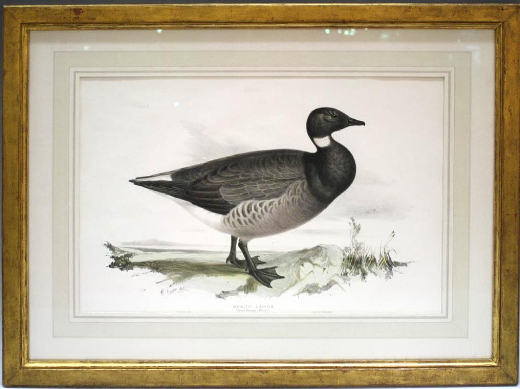 Edward Lear Brent Goose Colored Lithograph: Brent Goose, colored lithograph after Edward Lear (British, 1812-1888), printed by Hullmandel. Dimensions: Image 14" L x 20" W; with frame 23" L x 29" W