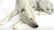 Continental Porcelain Figure of a Greyhound - 5